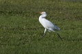 Heron garde- boeuf-01